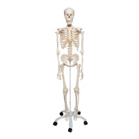 Human Skeleton At 10 On Metal Foot With 5 Wheels